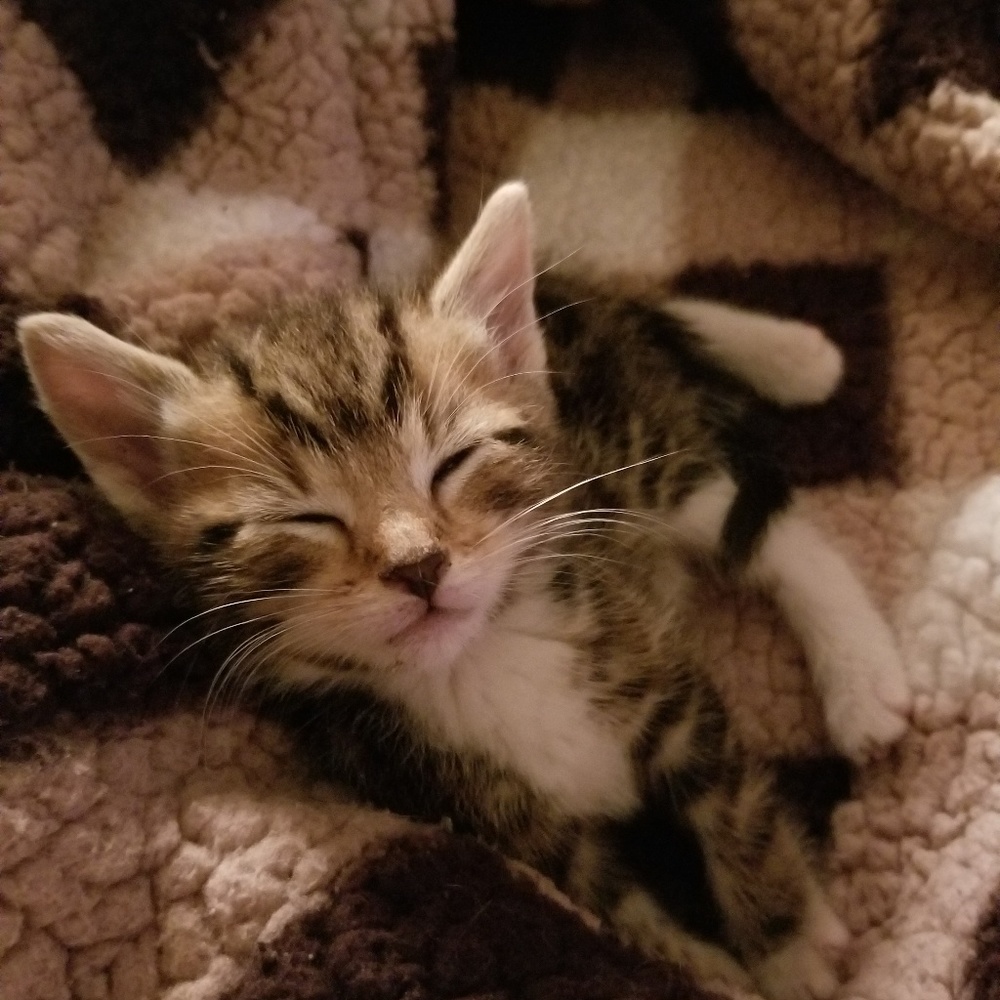 Meet your Posher, Bridget